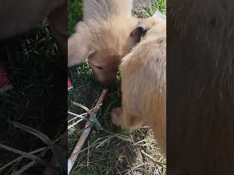 ماجراهای ملوس و بچه های لوسی یا همون پخت کون ها این داستان حسادت ملوس 