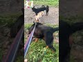 Rottweiler VS Street Dog Dog Fight Got Ugly Aggressive Shorts Rottweiler Viral Dogs mp3