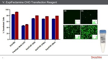 Gibco™ ExpiCHO哺乳动物瞬时蛋白表达系统的最新研发进展