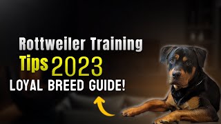 Rottweiler Training Tips 2023 – Loyal Breed Guide
