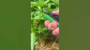 Basil Maintenance: how to trim your basil plant