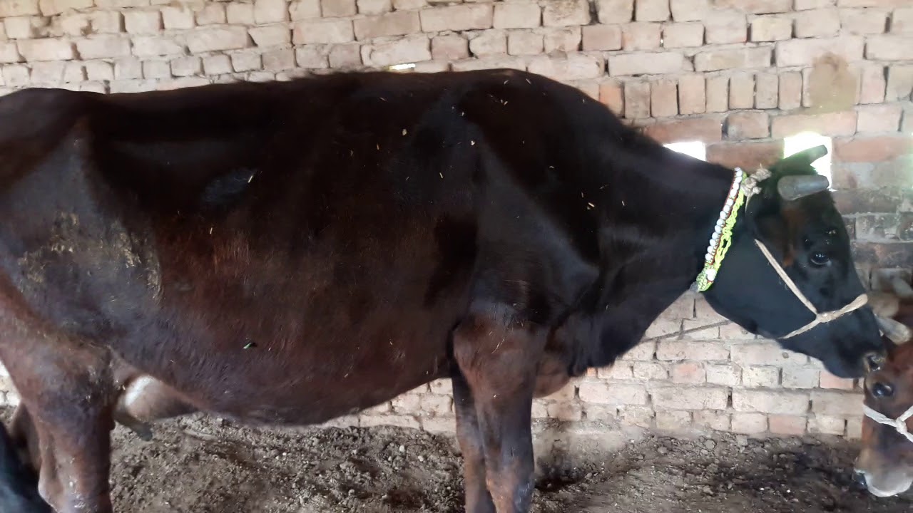 COWS FOR SALE IN PAKISTAN ON YOUTUBE 3/3/2020/03047970076
