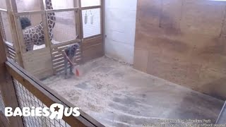 Update 04 20 17 Animal Adventure Park , Alyssa cleaning general cage \& Open of the giraffes' cage