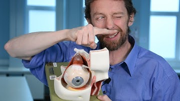 Muscles of the eye - extraocular muscles and movements