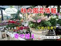 今週の花便り #14【2022.10.28】キンギョ草　トゥイニーを使った寄せ植え！　パンジー　ビオラ　ポインセチア　など