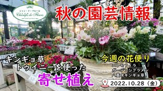 今週の花便り #14【2022.10.28】キンギョ草　トゥイニーを使った寄せ植え！　パンジー　ビオラ　ポインセチア　など