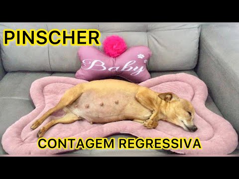 Video: Pinschers Necə Görünür