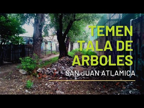 Temen tala de varios árboles en Atlamica, Cuautitlán #Izcalli