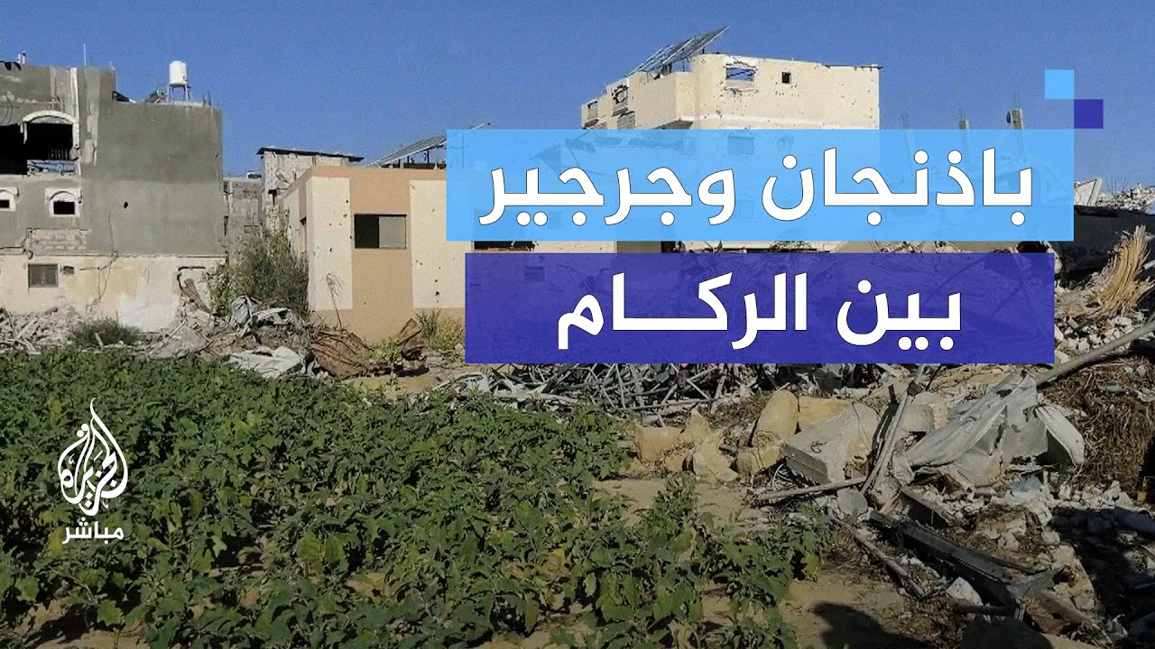 أزالوا الركام وزرعوا الخضار.. قصة ملهمة من غزة