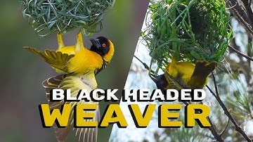 Black headed Weaver Building a Nest