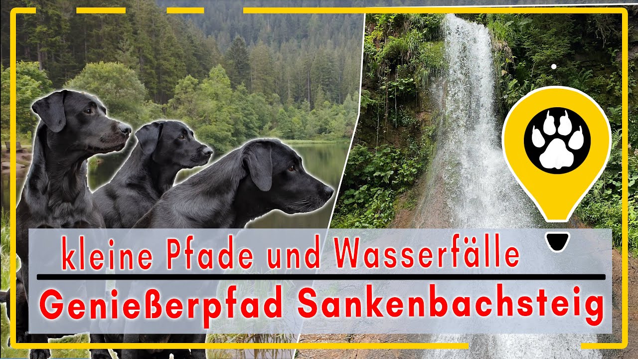 Eines der schönsten Wanderwege in Baiersbronn, der Sankenbachsteig