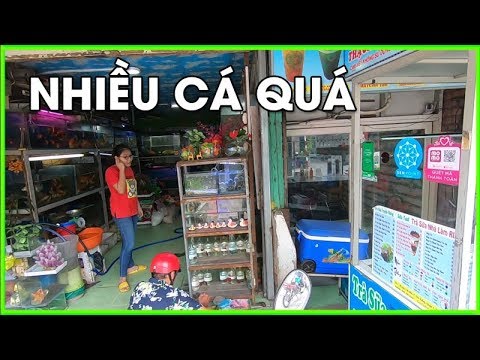 Đi Mua Cá Cảnh Về Nuôi - Cá Ping Pong 20K, Cá Hạc Đỉnh Hồng 15K, Cá 7 Màu 5K | Foci