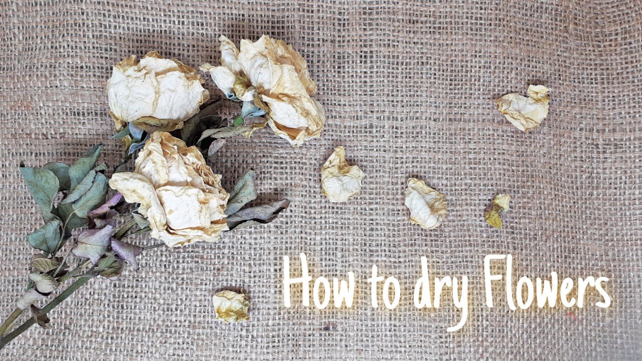  Cara  mengeringkan  bunga  mawar  how to dry flowers YouTube