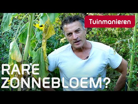 Video: Zijn er witte zonnebloemen: hoe je witte zonnebloemen in tuinen laat groeien