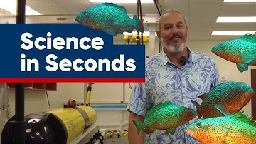 The Power of Love Protects Groupers | Science In Seconds