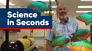 The Power of Love Protects Groupers | Science In Seconds