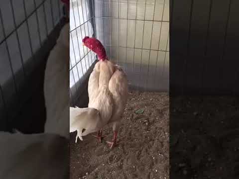 Video gà tre bắc bạch nhạn - youtube