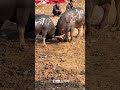 Bull Fighter part 18