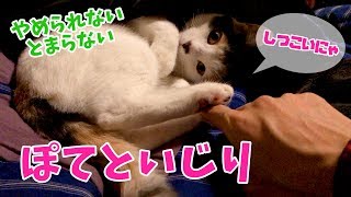 まったりする猫にちょっかいを出してみた結果…