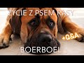 Dzień z ORIM. Życie z psem rasy BOERBOEL (mastif afrykański). Q&amp;A