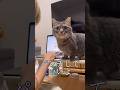 作業中のママに必死に訴えかける短足猫が可愛すぎた...#猫 #マンチカン #shorts