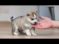 cute puppy