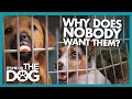 Can Training Save This Dog Turned Down for Adoption? | It's Me or The Dog