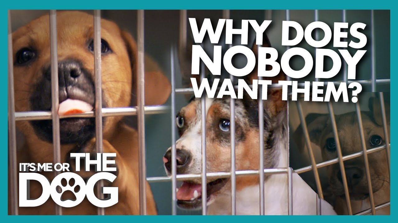 Can Training Save This Dog Turned Down for Adoption? | It's Me or The Dog