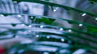 Rainy Day Pleasant Day