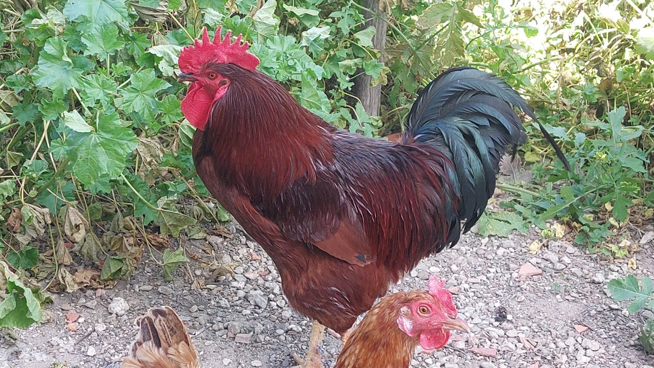 هذا هو سر سلامة وصحة القطيع. بهذا المكون نقضي على مرض انتفاخ (المرارة).