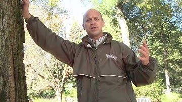 Lightning Protection for Trees