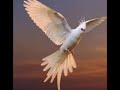夕日を見ながら飛び回るアルビノオカメインコのマリア🕊️