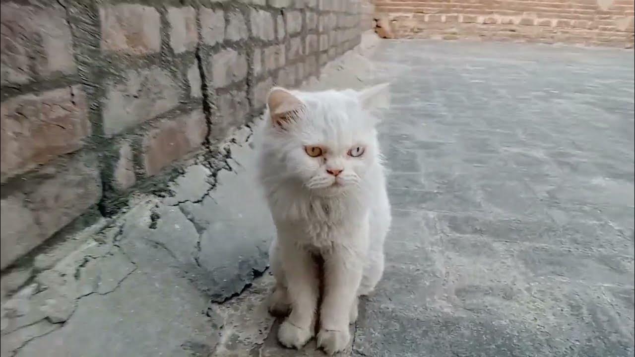 Which color Persian cat is best What is the rarest Persian cat color