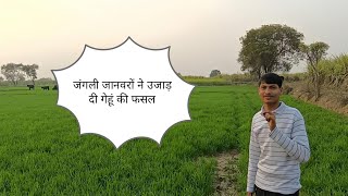 Jungli Jaanwaron Ne Ujaad Di Gehun Ki Fasal | #Kisan #FasalNuksaan #JungliJaanwar #ashishhusainpur