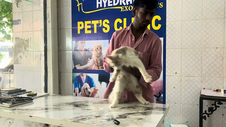 Video 9346061: persian cat, cat pet adoption, pet lover