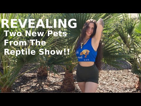 Chico REPTILE Show & Unboxing/Rehousing 🐍