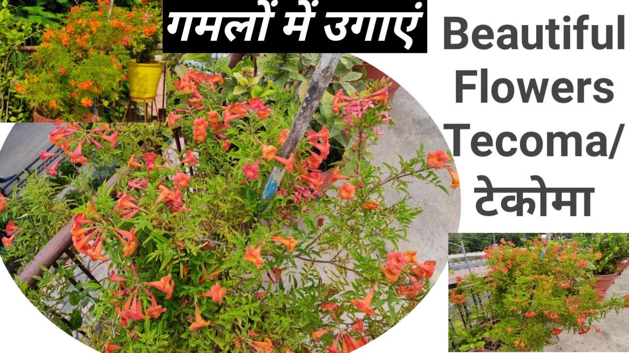 All About Growing Tecoma/ टेकोमा Trumpet bush, Esperanza, yellow bells