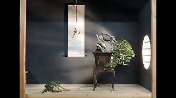 Playing with compositions (Juniperus sabina)