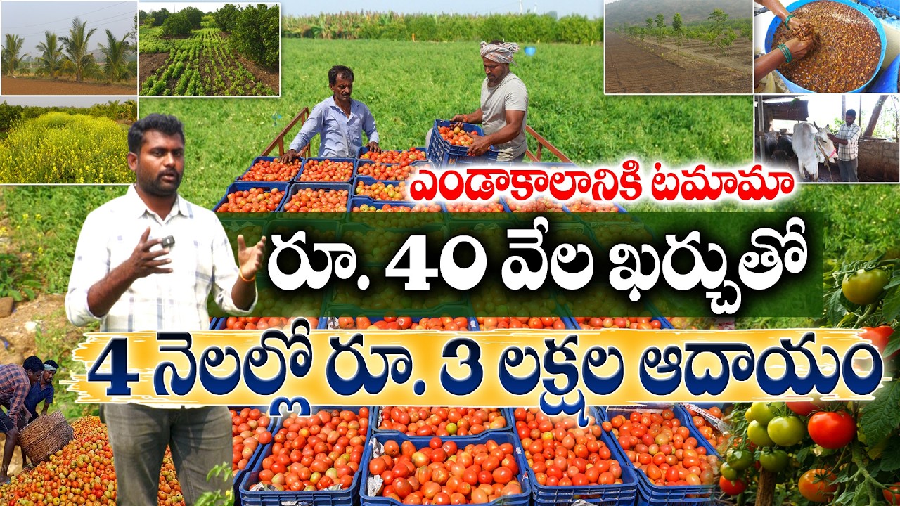 Помидоры... Цель: 1600 ящиков | У. Кришна Редди #ВыращиваниеПомидоров #ОрганическиеПомидоры