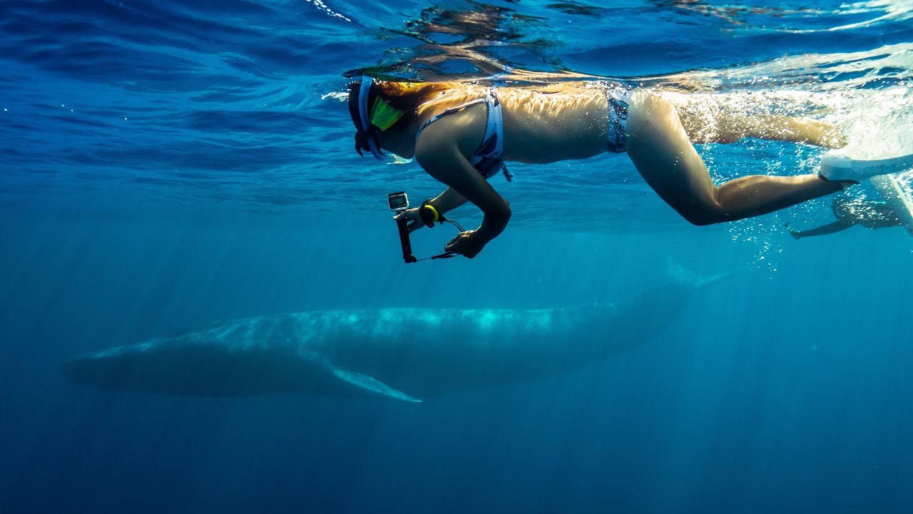 Blue Whale & Sperm Whale Swim Tours Timor-Leste (Compass PIWWE Tours Season 2021)