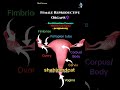 Female reproductive organs