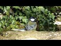 WILD BIRD FEEDING, COMIDA PAJAROS JARDIN