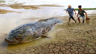 Amazing Fishing Video - Hand Fishing Catch  Giant Cooper Fish & Catfishes in Soft Underground Hole