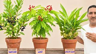 نصيحة لكل ست بيت🌿 ازرعى أغلى وأشهر 3 أشجار توابل فى أصيص ووفرى فلوسك