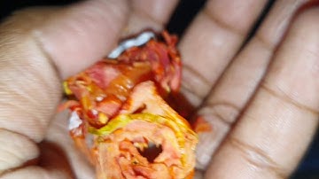 Tomato Slices Dehydration - Drying, Part-2 by by Mahatma Brijmohan Technicals, India