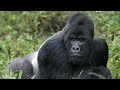 Gorilla - Der Größte Affe Der Welt / Dokumentation (Deutsch/HD)