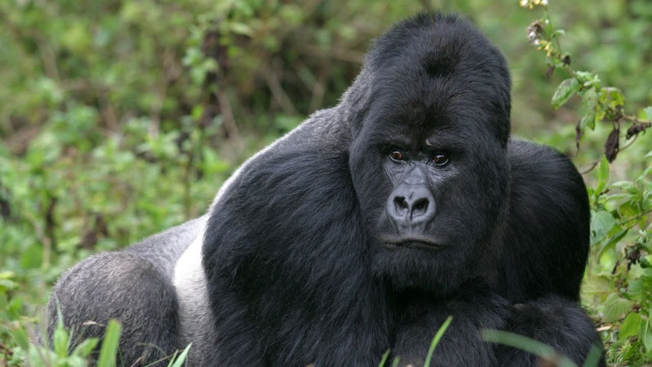 Silverback wakes up and shows his strength to the female gorilla.🔥｜Shabani Group