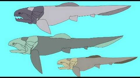 PL1: PLACODERMS: DINICHTHYS