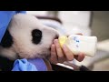 Cute Baby Panda Hand Fed | Panda Babies | BBC Earth