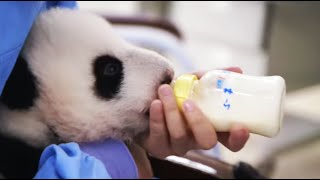 Hand Feeding A Newborn Baby Panda | Panda Babies | BBC Earth